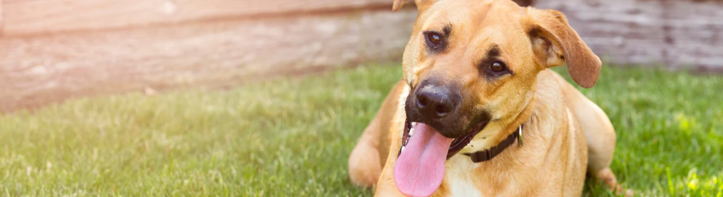 Dog laying down in grass with tongue out